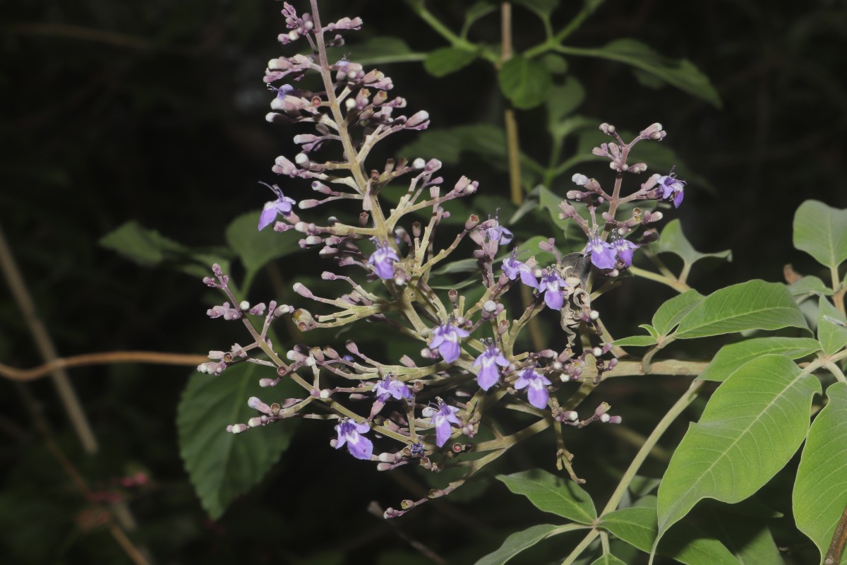 Vitex trifolia subsp. trifolia